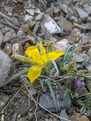 (c) Tom Field, some rights reserved (CC BY) Iris potaninii, photograph (c) Tom Field, some rights reserved (CC BY)