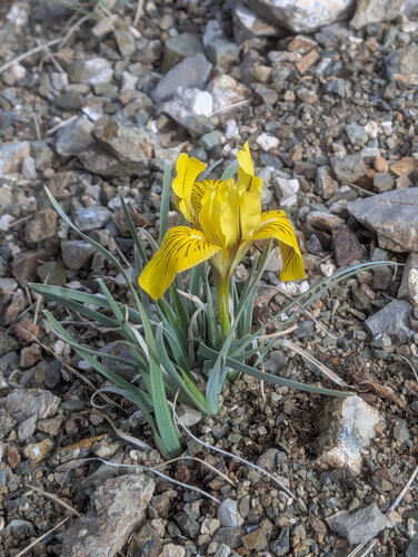 Iris potaninii, photograph 4