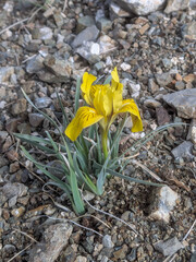 (c) Tom Field, some rights reserved (CC BY) Iris potaninii, photograph (c) Tom Field, some rights reserved (CC BY)