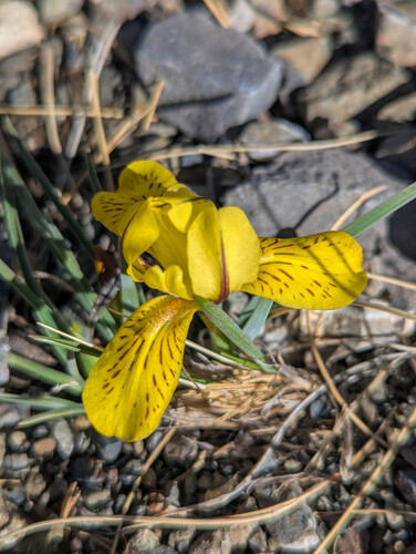 Iris potaninii, photograph 3