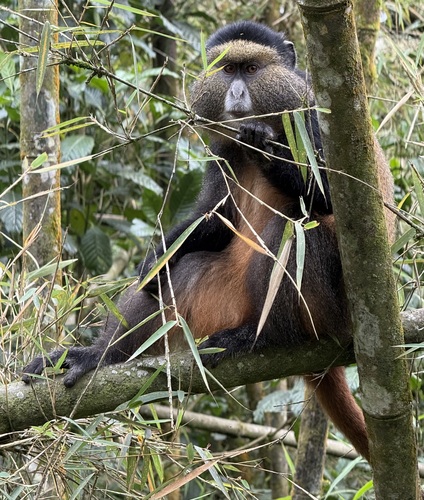 Golden Monkey