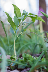 Polygonatum latifolium