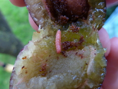 Grapholita funebrana