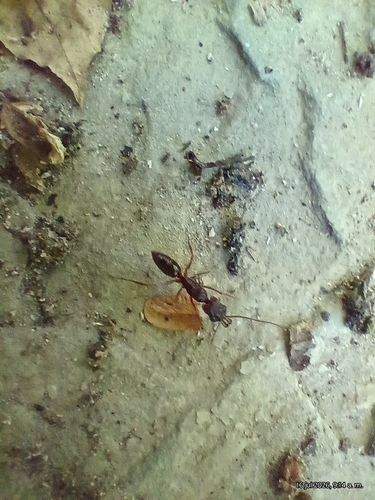 Hormiga trampa