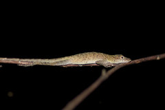 Anolis fuscoauratus