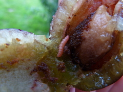 Grapholita funebrana