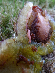 Grapholita funebrana