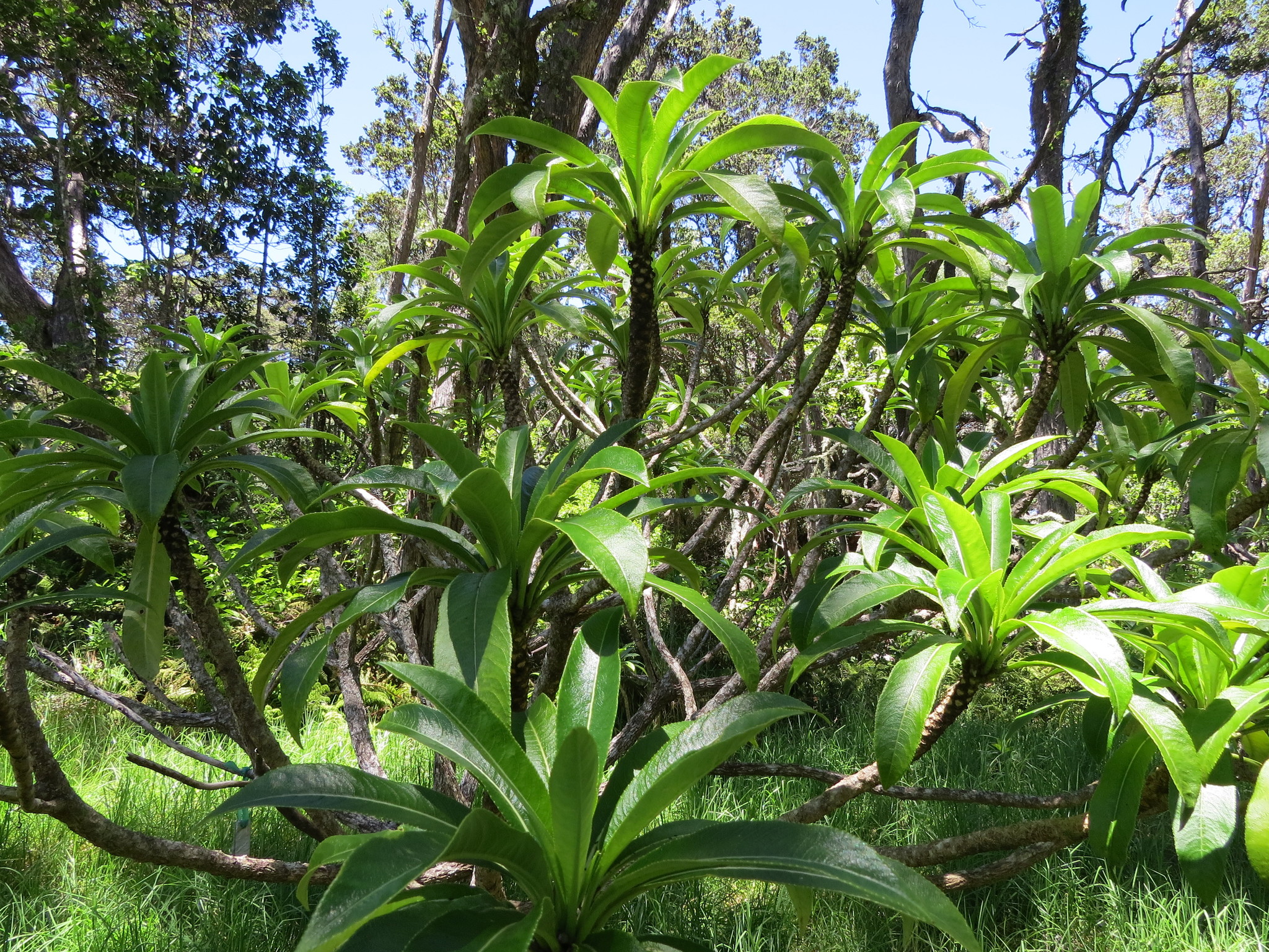 Clermontia lindseyana