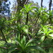 Clermontia lindseyana - Photo (c) Kate Turner, algunos derechos reservados (CC BY-NC), subido por Kate Turner