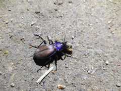 Carabus schoenherri