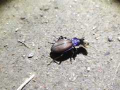 Carabus schoenherri