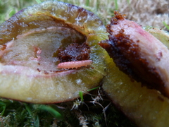 Grapholita funebrana