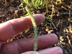 Plantago virginica