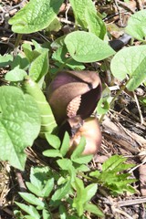 Symplocarpus renifolius