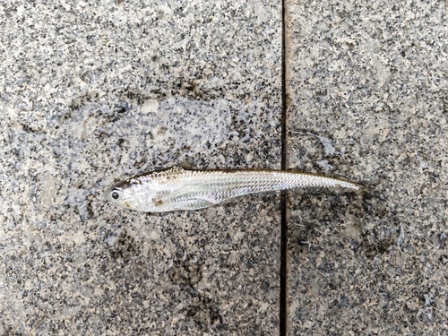 Gray's grenadier anchovy (Coilia grayii) — Engraulidae — 3