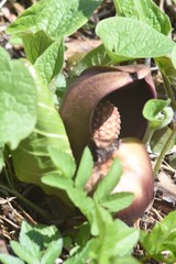 Symplocarpus renifolius