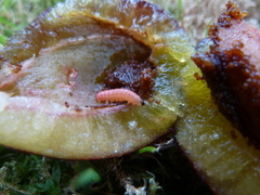 Grapholita funebrana