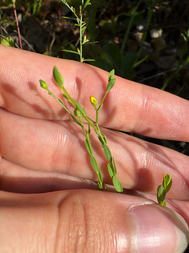 Sandplain flax (Linum intercursum)