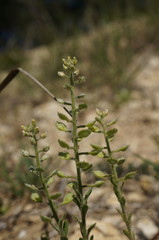 Alyssum hirsutum