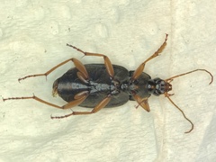 Chlaenius laticollis