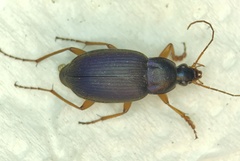 Chlaenius laticollis