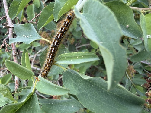 iNaturalist observation photo of Western Tent Caterpillar Moth