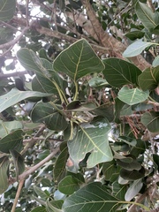 Ficus benghalensis krishnae