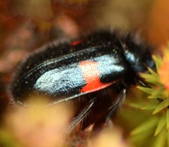Astylus aulicus