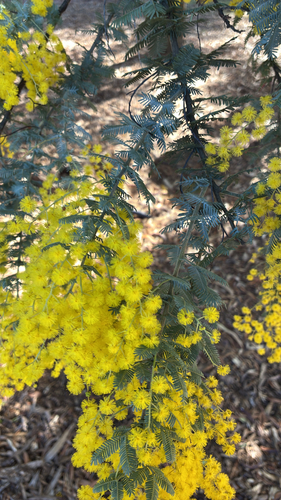 Cootamundra wattle