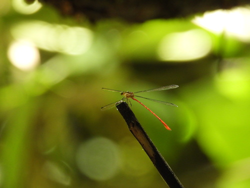 Red-and-black Flatwing