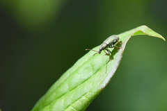 Phyllobius betulinus