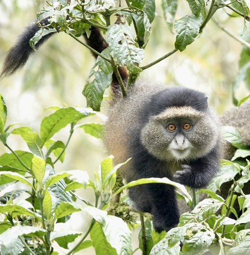 Golden Monkey