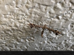 Amblyptilia pica