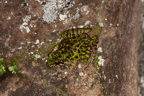 Tianmu Sharp-nosed Frog