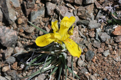 (c) Tom Field, some rights reserved (CC BY) Iris potaninii, photograph (c) Tom Field, some rights reserved (CC BY)