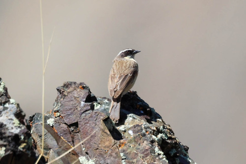 Brown Accentor (Prunella fulvescens), photo 10