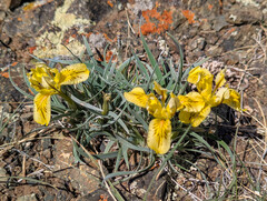 (c) Tom Field, some rights reserved (CC BY) Iris potaninii, photograph (c) Tom Field, some rights reserved (CC BY)
