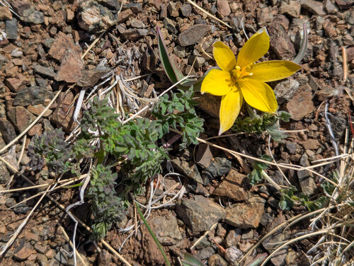Tulipa uniflora, photograph 5