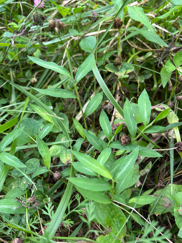 iNaturalist observation photo of Japanese stiltgrass