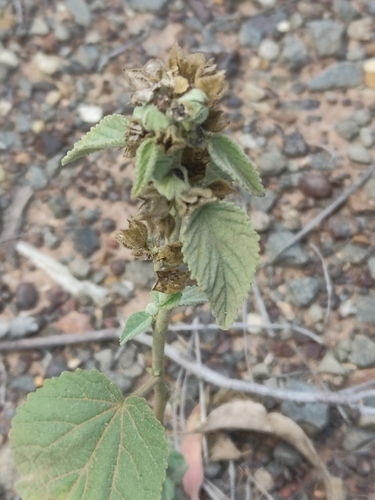 Sida cordifolia, photograph 4