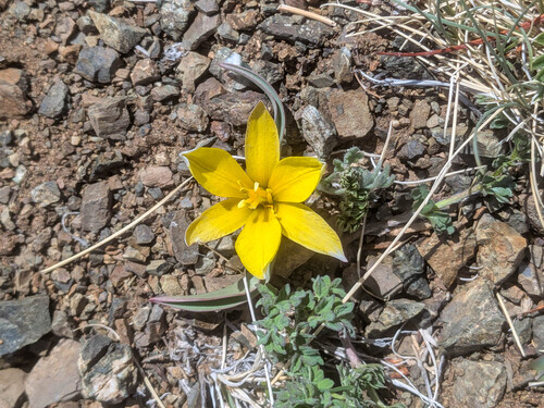 Tulipa uniflora, photograph 4