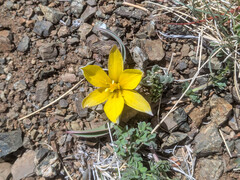 (c) Tom Field, some rights reserved (CC BY) Tulipa uniflora, photograph (c) Tom Field, some rights reserved (CC BY)