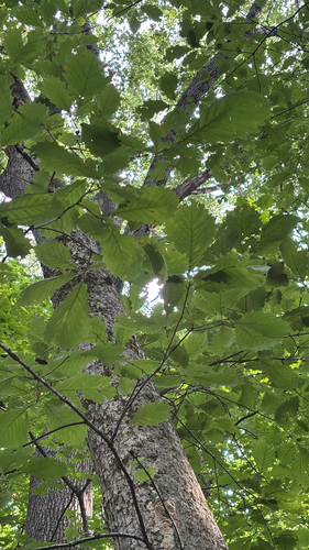 iNaturalist observation photo of chinkapin oak