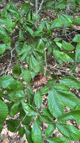 iNaturalist observation photo of American beech