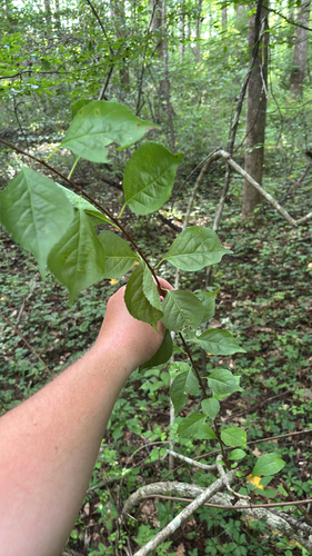 iNaturalist observation photo of Asian bittersweet
