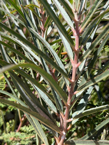 Asclepias brachystephana
