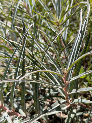 Asclepias brachystephana, photograph 2