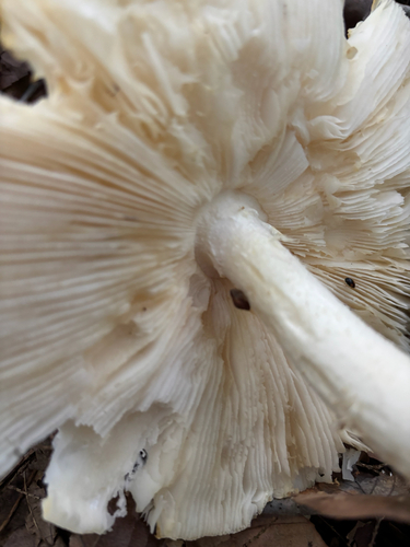 iNaturalist observation photo of Pluteineae