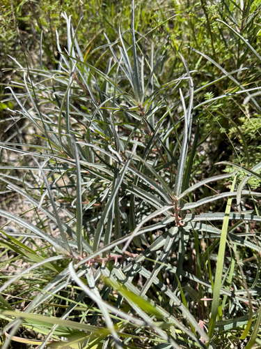 Asclepias brachystephana, photograph 4