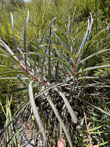 Asclepias brachystephana, photograph 3